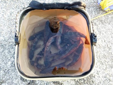 メバル活性高し